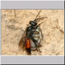 Astata boops - Wanzengrabwespe 17c 11mm beim Nesteintrag am Steilhang mit Wanze.jpg